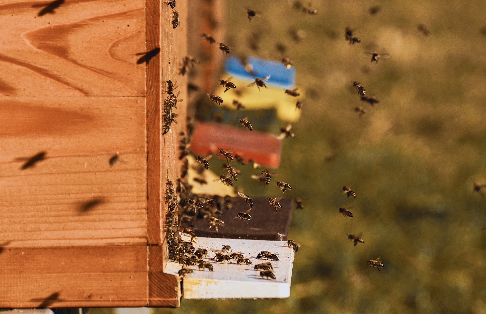 The True Costs Of Beekeeping AdoptAHive Update